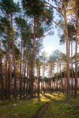 Panoramic photography of pine forest in the Sierra de Guadarrama National Park