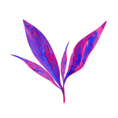 Watercolor purple exotic leaves of tropical plant Cordyline, isolated on white background.