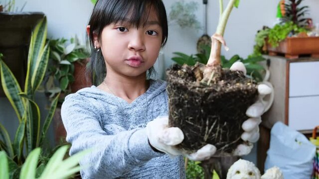 Asian child girl planting trees at her home, free time staying home during the COVID-19 epidemic.