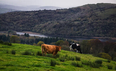 Fototapeta na wymiar Early in the morning, two cows graze in a misty field by a river in Ireland