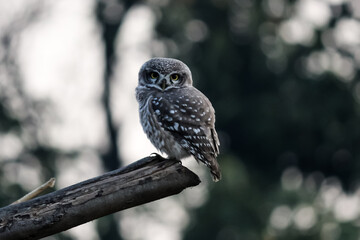great horned owl in flight with a bokeh background