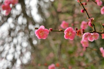 Pink plum blossoms in winter, on the mountain in Wuling Farm, Taiwan