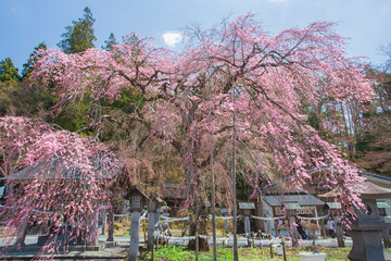 白河市　南湖神社の楽翁桜