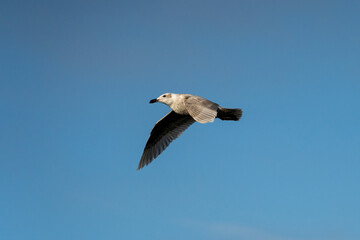 Flying Seagull 