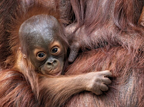 Baby Orangutan next to mothers teat.