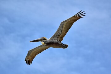 Mature Brown pelican in flight against a soft blue sky. Pelecanus occidentalis.
