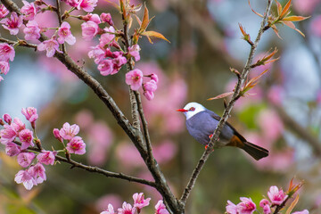 White-headed Bulbul on the Wild Himalayan Cherry tree