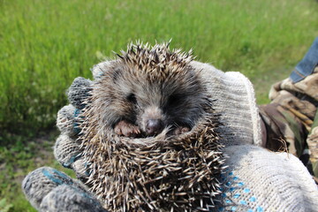hedgehog in the grass