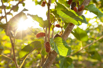  Fresh ripe mulberry berries on tree.