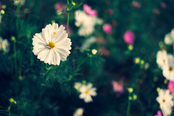 White cosmos with Green background, soft focus .