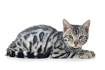 bengal kitten in studio