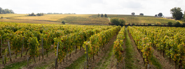 Fototapeta na wymiar saint emilion landscape in bordeaux wineyard in france