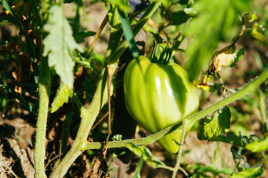 Green tomato on bush. Immature tomato on the bed.