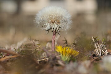 タンポポの綿毛のクローズアップ。White Dandelion in macro closeup, Tokyo Japan