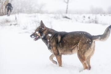 Fototapeta na wymiar dog walking in snowy landscape