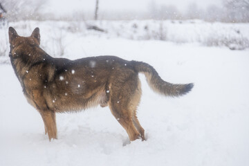 Fototapeta na wymiar dog walking in snowy landscape