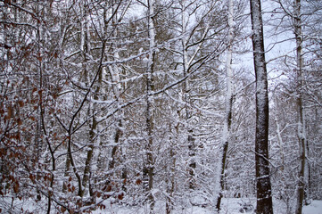 Beschneiter Laubwald