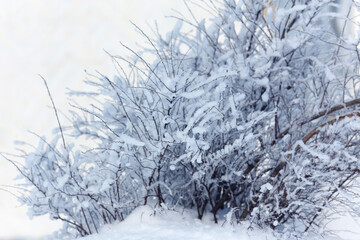 The bush in the snow in winter landscape