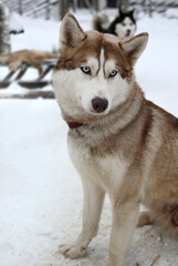 Portrait of a nice Siberian husky sled dog
