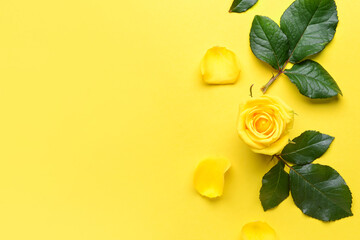 Composition with beautiful yellow rose on color background