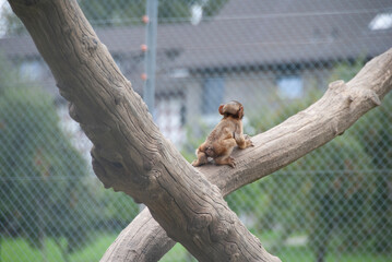 äffchen auf dem baum in zoo