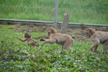 affen im zoo