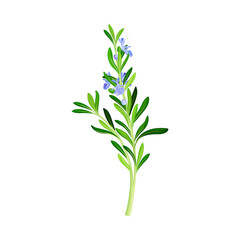Blooming Rosemary Branch with Evergreen Needle-like Leaves and Blue Flowers Vector Illustration