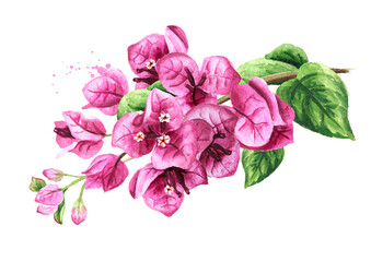 Pink Bougainvillea branch with flowers and leaves. Hand drawn watercolor illustration isolated on white background - obrazy, fototapety, plakaty