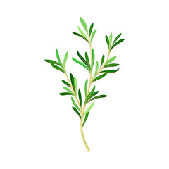 Fragrant Branch of Rosemary Perennial Herb with Evergreen Needle-like Leaves Vector Illustration