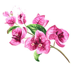 Pink Bougainvillea branch with flowers and leaves. Hand drawn watercolor illustration, isolated on white background - obrazy, fototapety, plakaty