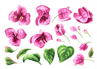 Pink Bougainvillea flowers and leaves set. Hand drawn watercolor illustration isolated on white background