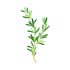 Fragrant Branch of Rosemary Perennial Herb with Evergreen Needle-like Leaves Vector Illustration