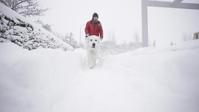 Golden retriever paseando con su dueño por la ciudad nevada