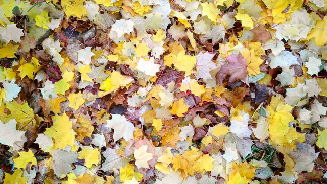 Autumn leaves background pattern. Colorful backround image of fallen autumn leaves perfect for seasonal use. Space for text.