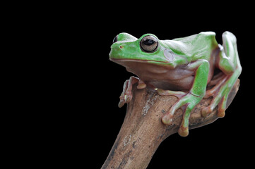 Fototapeta premium Dumpy Frog, Tree frog, Green Frog, Animal Macro