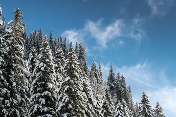 Winter big trees full of snow on them amazing white landscape great for backgrounds and textures