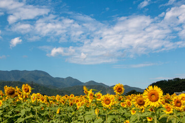 Obraz premium 風景素材 満開のひまわりの花と青空