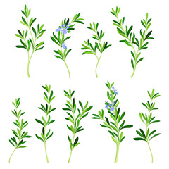Rosemary Twig as Perennial Herb with Fragrant, Evergreen, Needle-like Leaves and Blue Flowers Vector Set