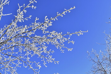 Tree branches in hoarfrost against a blue  sky