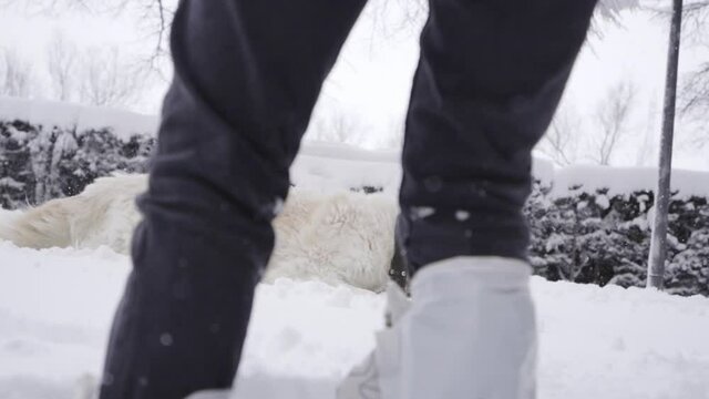 Golden retriever tratando de andar sobre la nieve