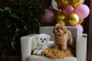 Cute white Bichon Frise and Teacup Poodle dogs celebrating birthday at home. Domestic Pet party...