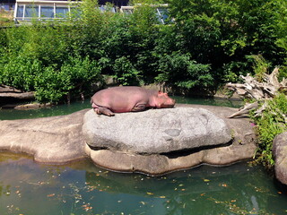 hippo sunning itself on a stone by the water