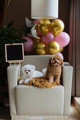 Cute white Bichon Frise and Teacup Poodle dogs celebrating birthday at home. Domestic Pet party with hot air balloons pink and gold color. Pet goods, calendars, veterinary , grooming salon