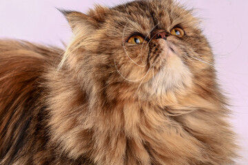 Persian cat looking at the camera. Close-up.