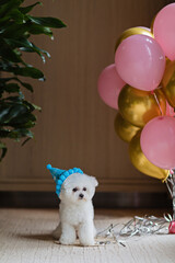Cute white Bichon Frise dog celebrating birthday at home. Domestic Pet party with hot air balloons...