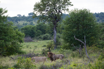 mating pair of lion