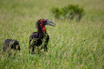 Southern ground hornbill