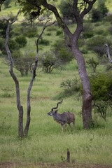 Kudu bull in the savanna