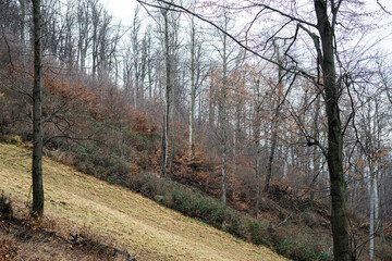 Hillside forest at late autumn. The trees growing upward and this make some interesting optical illusion with the ground.