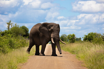 African elephant in Kruger national park